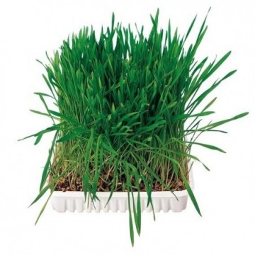 image: Small Animal Grass